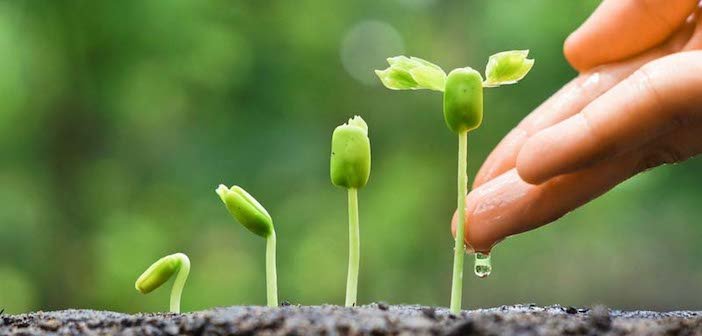 seed to wealth